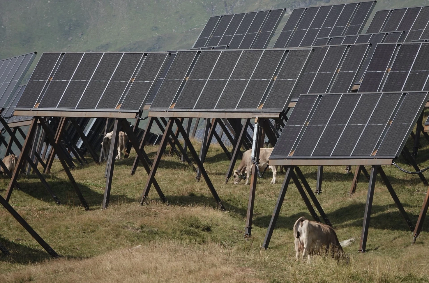 Kühe der nahegelegenen Alp weiden innerhalb der alpinen Solaranlage