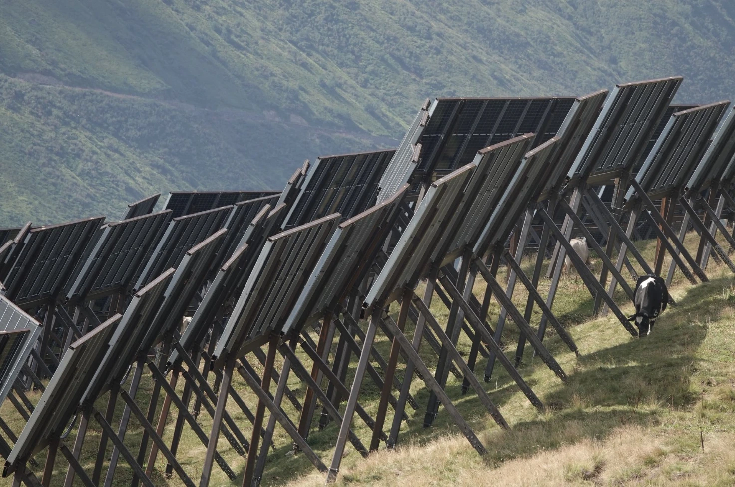 Die Kühe suchen beim Weiden den Schatten der Solartische