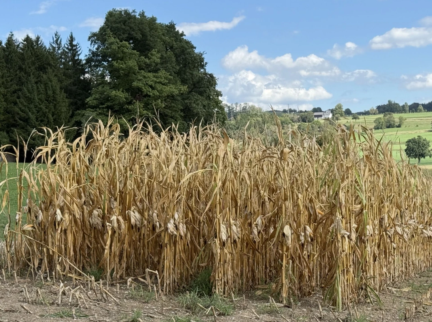 Maisernte und Dürre